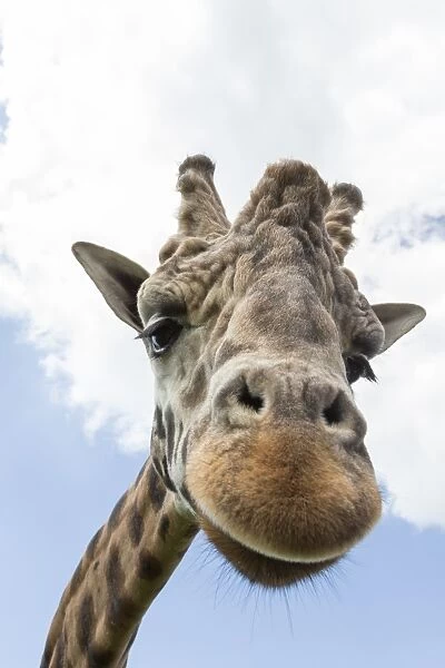 Rothschilds giraffe (Giraffa camelopardalis rothschildi), breeding dominant male, Woburn Safari Park, England, United Kingdom, Europe