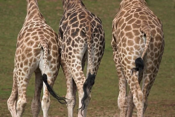 Rothschilds giraffes (Giraffa camelopardalis rothschildi