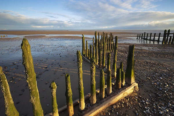 Rotting upright wooden posts of old sea defences on Winchelsea beach, Winchelsea