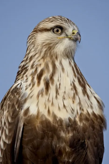 Framed Print : Rough-legged Hawk (Buteo lagopus), Antelope Island State Park, Utah, United States of America