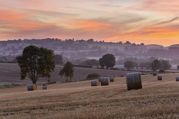 Round hay bales in stubble field at dawn, Chipping Campden, Cotswolds, Gloucestershire