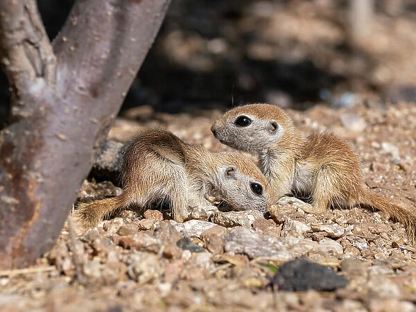 Round-tailed ground squirrels (Xerospermophilus tereticaudus), Brandi Fenton Park, Tucson, Arizona, United States of America, North America