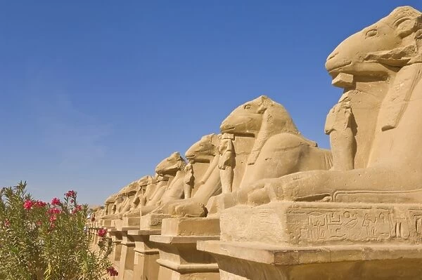Row of Sphinx with ram heads at the great Temple at Karnak near Luxor, Thebes