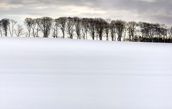 Row of trees in silhouette on edge of snow-covered field, Rock, near Alnwick