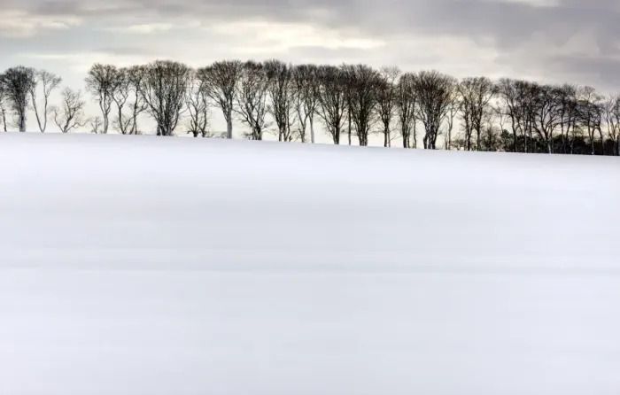 Framed Print : Row of trees in silhouette on edge of snow-covered field, Rock, near Alnwick Framed Print : Row of trees in silhouette on edge of snow-covered field, Rock, near Alnwick