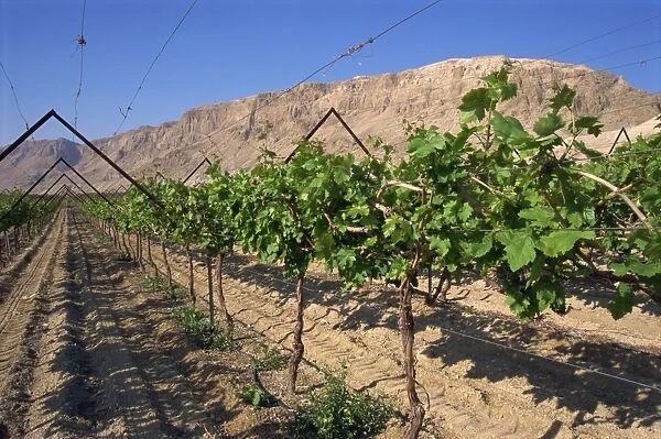 Row of vines in vineyard at Qumran, Judean Desert, Israel, Middle East