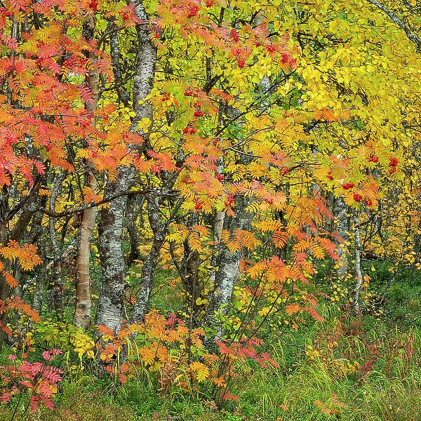 Rowan (Sorbus aucuparia), autumn colour, Muonio, Lapland, Finland, Europe