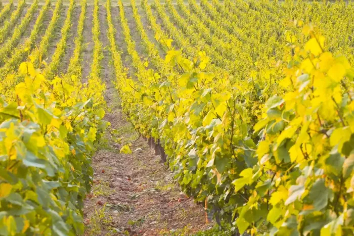 Framed Print : Rows of grape vines in vineyard near to Vezelay in Burgundy, France, Europe Framed Print : Rows of grape vines in vineyard near to Vezelay in Burgundy, France, Europe