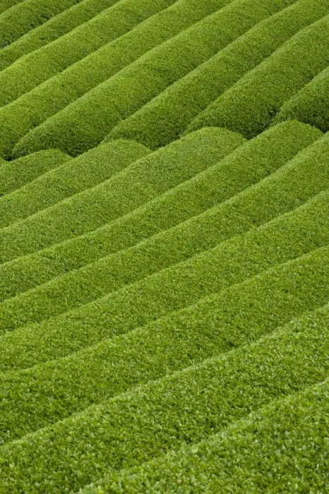 Framed Print : Rows of green tea bushes growing on the Makinohara tea plantations in Shizuoka, Japan Framed Print : Rows of green tea bushes growing on the Makinohara tea plantations in Shizuoka, Japan