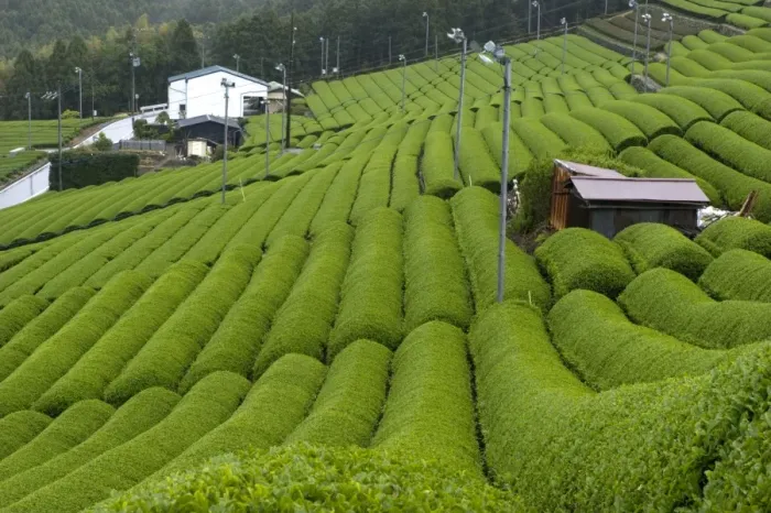 Framed Print : Rows of green tea bushes growing on the Makinohara tea plantations in Shizuoka, Japan Framed Print : Rows of green tea bushes growing on the Makinohara tea plantations in Shizuoka, Japan