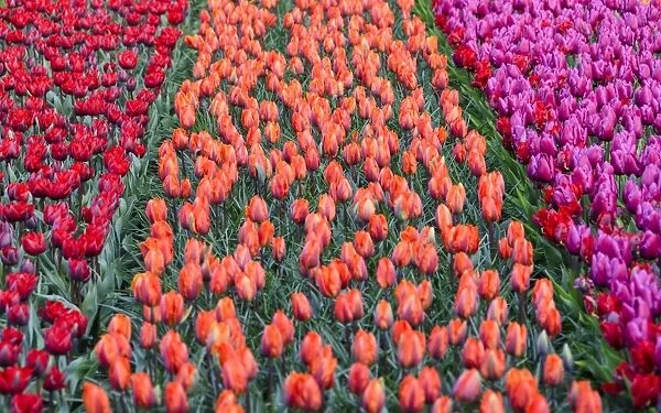 Rows of multicolored tulips in bloom in the fields of the Keukenhof Botanical Garden