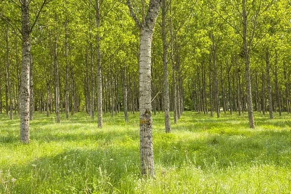 Rows of orderly trees near Fontaines-en-Sologne, Loir-et-Cher, Centre, France, Europe