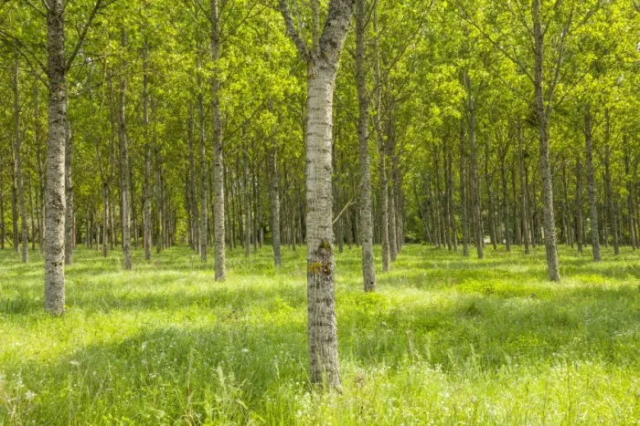 Framed Print : Rows of orderly trees near Fontaines-en-Sologne, Loir-et-Cher, Centre, France, Europe Framed Print : Rows of orderly trees near Fontaines-en-Sologne, Loir-et-Cher, Centre, France, Europe