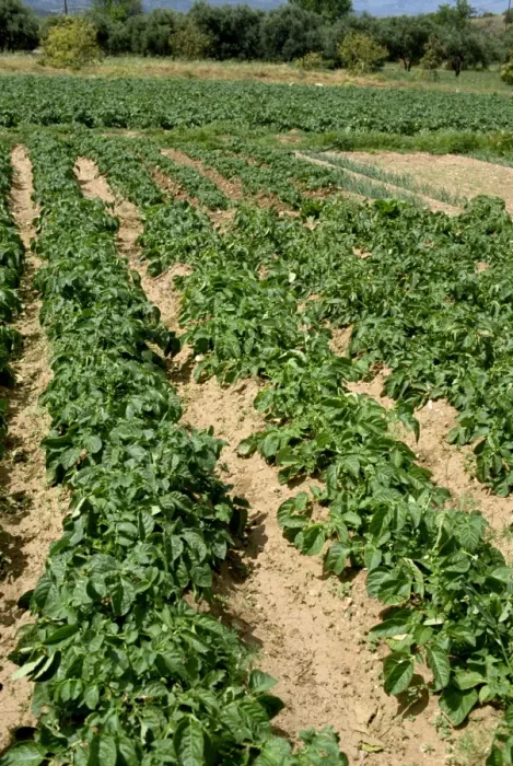 Framed Print : Rows of potatoes Framed Print : Rows of potatoes