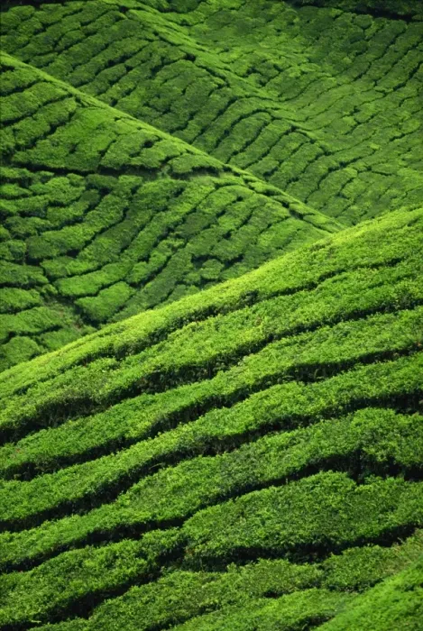 Framed Print : Rows of tea bushes at the Sungai Palas Estate in Framed Print : Rows of tea bushes at the Sungai Palas Estate in