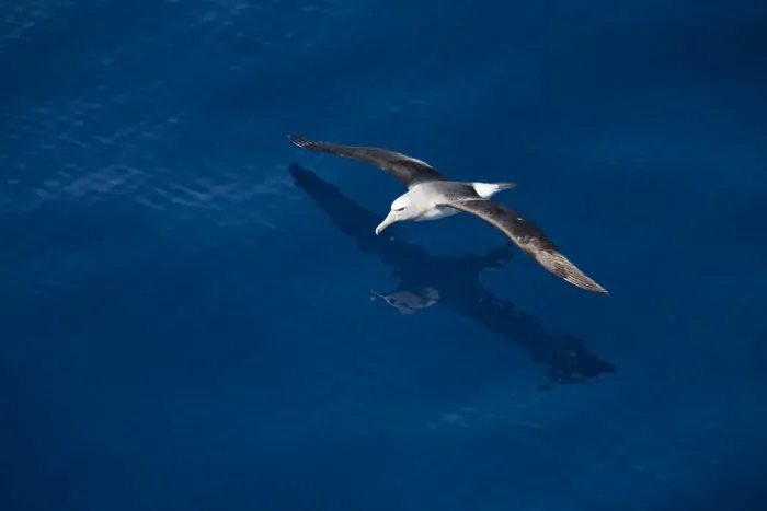 Framed Print : Royal albatross (Diomedea epomophora), Southern Ocean, Antarctic, Polar Regions Framed Print : Royal albatross (Diomedea epomophora), Southern Ocean, Antarctic, Polar Regions
