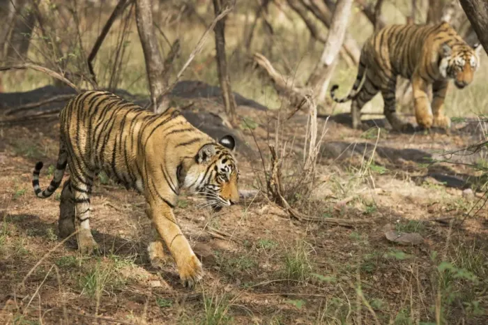 Framed Print : Royal Bengal tiger (Tigris tigris) cubs, Ranthambhore, Rajasthan, India, Asia Framed Print : Royal Bengal tiger (Tigris tigris) cubs, Ranthambhore, Rajasthan, India, Asia