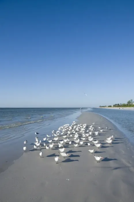 Framed Print : Royal tern birds on beach, Sanibel Island, Gulf Coast, Florida, United States of America Framed Print : Royal tern birds on beach, Sanibel Island, Gulf Coast, Florida, United States of America