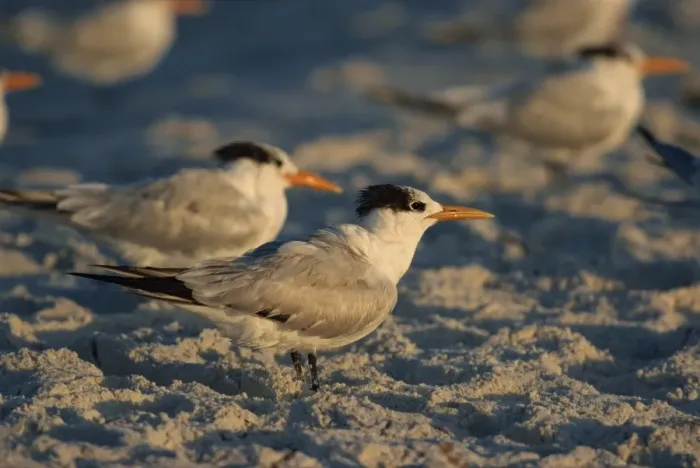 Framed Print : Royal terns Framed Print : Royal terns