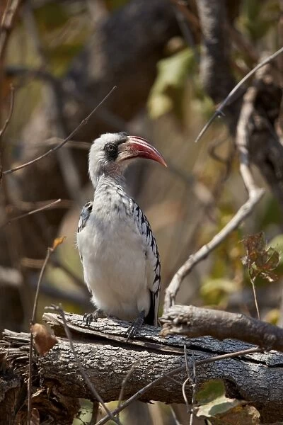 Ruaha hornbill (Ruaha red-billed hornbill) (Tanzanian red-billed hornbill) (Tockus ruahae)