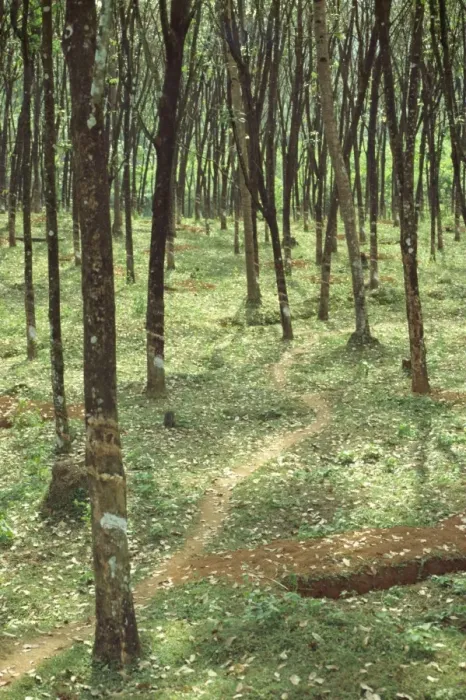 Framed Print : Rubber trees, Karnataka state, India, Asia Framed Print : Rubber trees, Karnataka state, India, Asia
