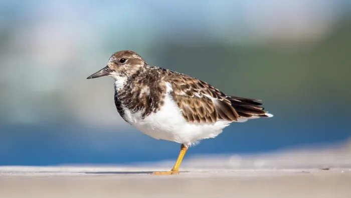 Framed Print : Ruddy Turnstone (Arenaria Interpres), a small cosmopolitan wading bird, Bermuda