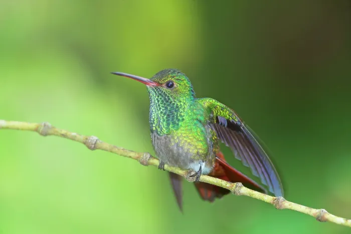Framed Print : Rufous-tailed hummingbird (Amazilia tzacatl) on branch, Sarapiqui, Costa Rica Framed Print : Rufous-tailed hummingbird (Amazilia tzacatl) on branch, Sarapiqui, Costa Rica