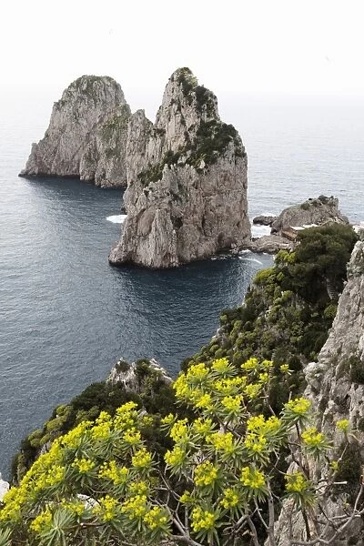The rugged Faraglioni rocks in Capri, Campania, Italy, Mediterranean, Europe