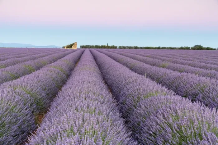 Framed Print : Ruins in a lavender field at dawn, Plateau de Valensole, Alpes-de-Haute-Provence Framed Print : Ruins in a lavender field at dawn, Plateau de Valensole, Alpes-de-Haute-Provence