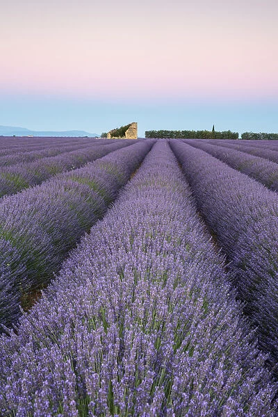 Ruins in a lavender field at dawn, Plateau de Valensole, Alpes-de-Haute-Provence