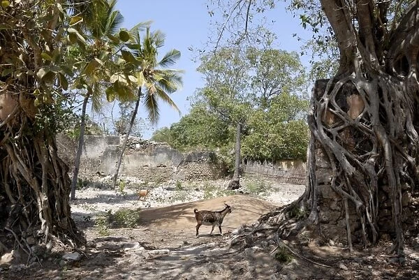 Ruins, old town, Ibo Island, Mozambique, Africa