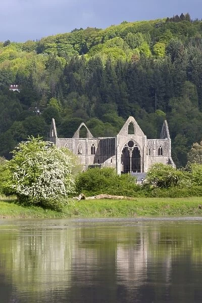 Ruins of Tintern Abbey by the River Wye, Tintern, Wye Valley, Monmouthshire, Wales