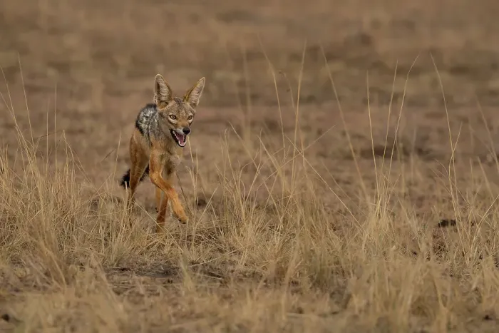 Framed Print : A running Black-backed Jackal (Canis mesomelas) in the Maasai Mara, Kenya, East Africa, Africa Framed Print : A running Black-backed Jackal (Canis mesomelas) in the Maasai Mara, Kenya, East Africa, Africa