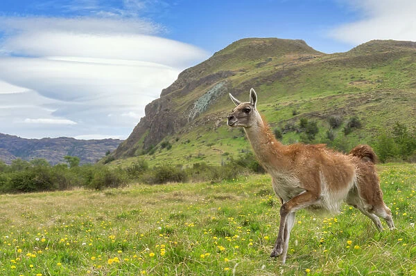 Running Guanaco (Lama guanicoe), Patagonia National Park, Chacabuco Valley, Aysen Region