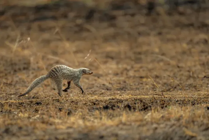 Framed Print : A running Mongoose (Herpestidae) in the Maasai Mara, Kenya, East Africa, Africa