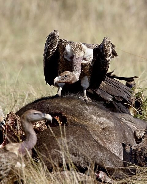 Ruppell?s griffon vulture (Gyps rueppellii) atop a Cape buffalo (African buffalo)