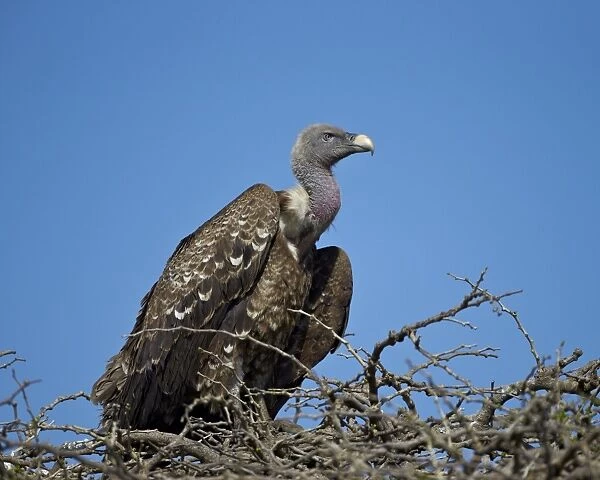 Ruppells griffon vulture (Gyps rueppellii), Serengeti National Park, Tanzania, East Africa, Africa
