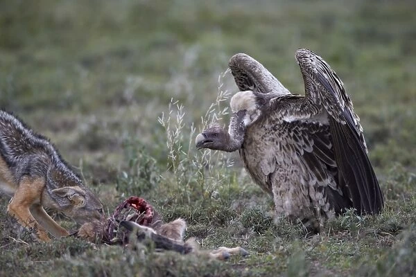 Ruppells griffon vulture (Gyps rueppellii) approaches a black-backed jackal (silver-backed jackal) (Canis mesomelas) at a blue wildebeest calf kill, Serengeti National Park, Tanzania, East Africa, Africa