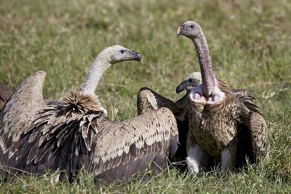 Ruppells griffon vultures (Gyps rueppellii), Ngorongoro Crater, Tanzania, East Africa