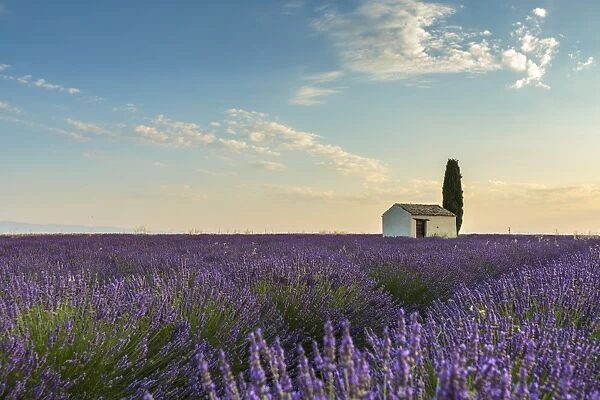 Rural house with tree in a lavender crop, Plateau de Valensole, Alpes-de-Haute-Provence