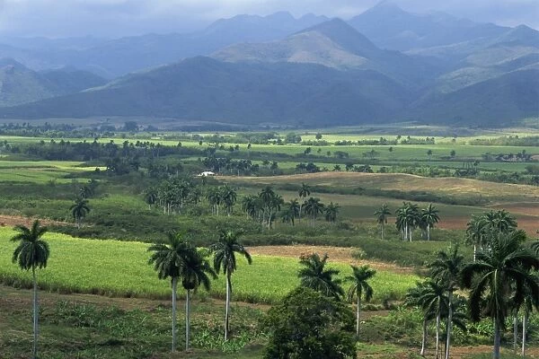 Rural landscape of fields in a green valley with palm trees, and hills beyond