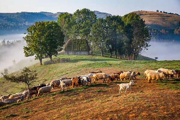 Rural landscape with flock of sheep in Dumesti, Apuseni mountains, Romania, Europe