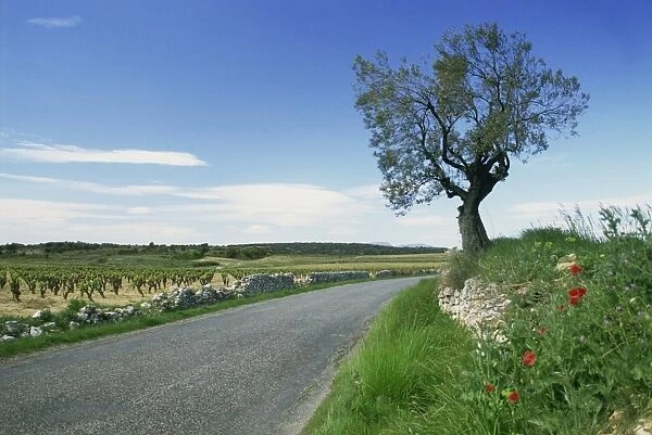 Empty rural road with tree and wild flowers near Montpeyroux, Herault, in Languedoc Roussillon