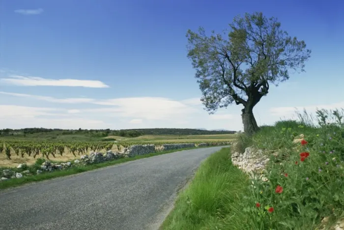 Framed Print : Empty rural road with tree and wild flowers near Montpeyroux, Herault, in Languedoc Roussillon Framed Print : Empty rural road with tree and wild flowers near Montpeyroux, Herault, in Languedoc Roussillon