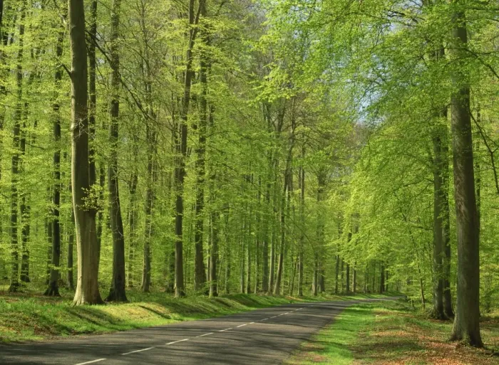 Framed Print : Empty rural road through woodland in the forest of Compiegne, Aisne, Picardie (Picardy) Framed Print : Empty rural road through woodland in the forest of Compiegne, Aisne, Picardie (Picardy)