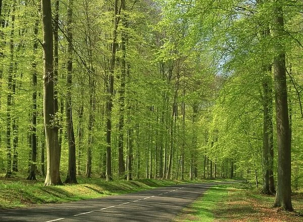 Empty rural road through woodland in the forest of Compiegne, Aisne, Picardie (Picardy)