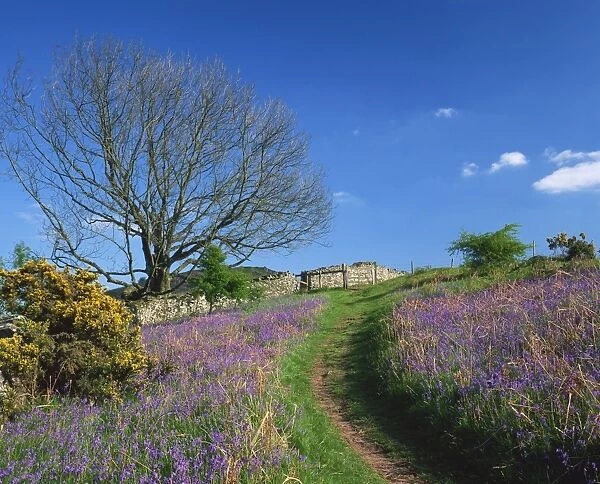 Rural scene with bluebells and footpath