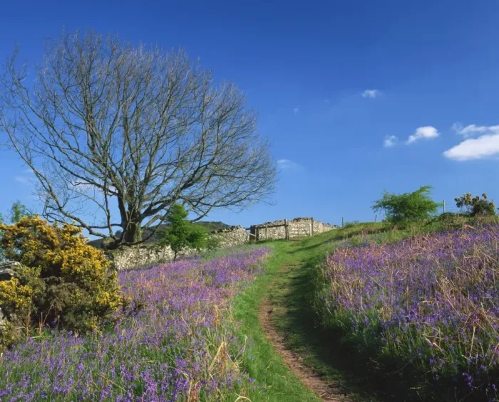 Framed Print : Rural scene with bluebells and footpath Framed Print : Rural scene with bluebells and footpath
