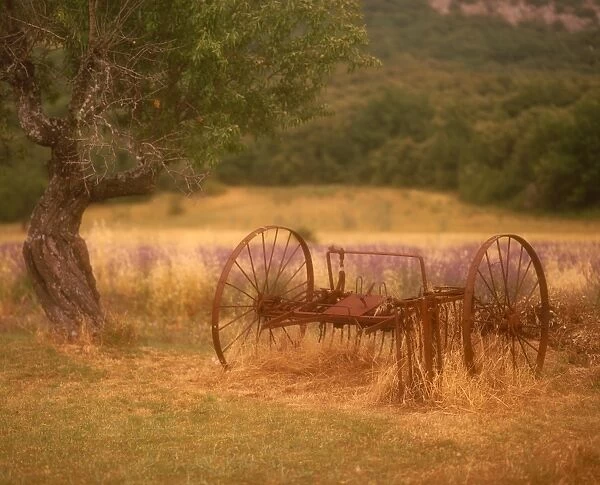 Rural scene, Provence, France