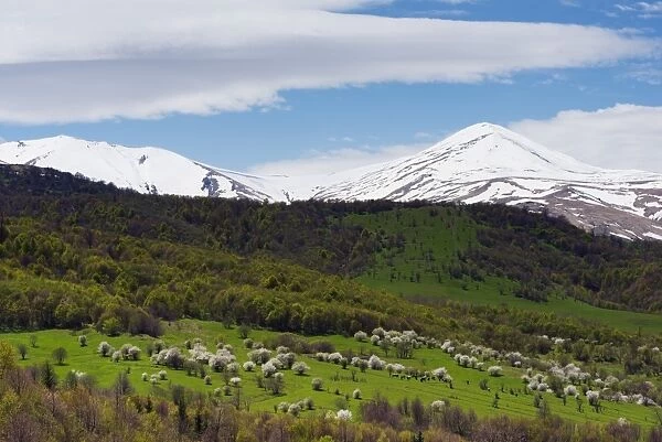 Rural scenery, mountain cherry blossom, Lori Province, Armenia, Caucasus, Central Asia